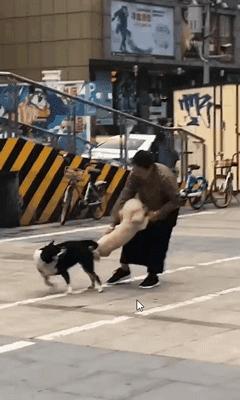 养狗的正确方法和建议,关于养狗的基本知识和方法