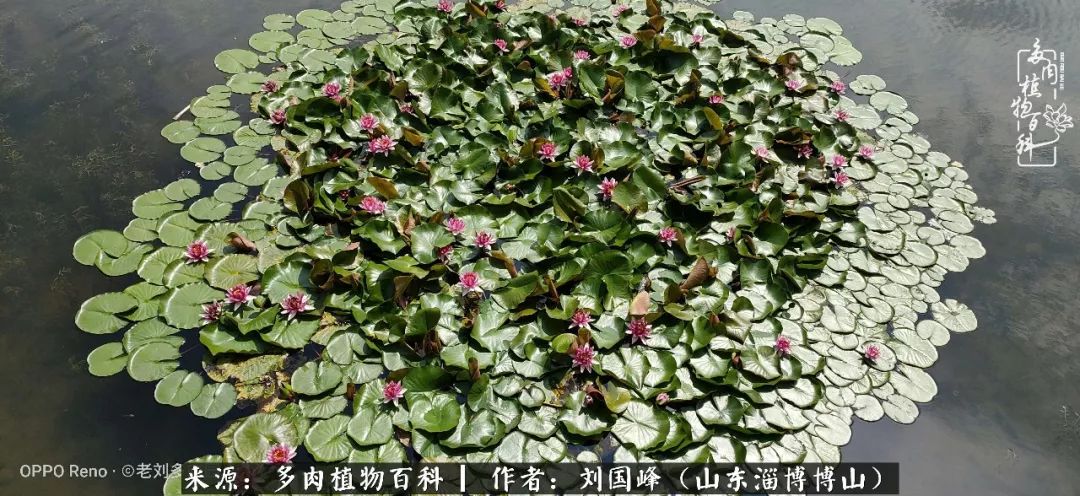 多肉植物大王叫我来巡山,大王叫我来巡山绿植