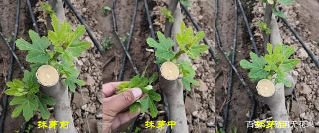 无花果裸根苗发芽需要抹芽吗,无花果抹芽定杆教程都有哪些