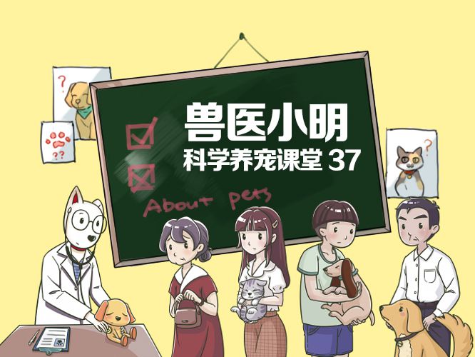 狗狗得了湿疹涂什么,狗狗得湿疹严重的表现