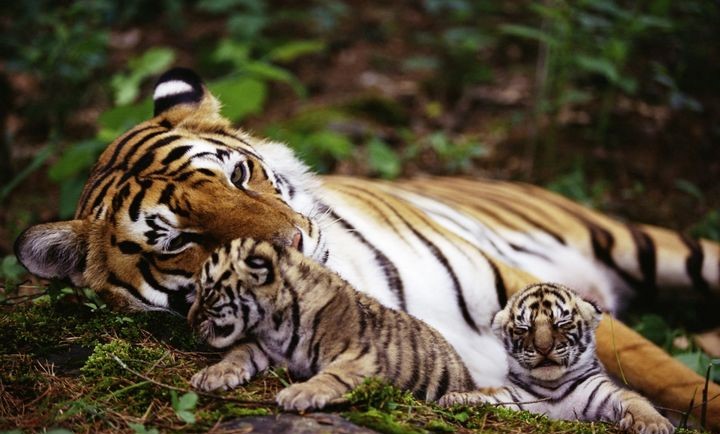 老虎的繁殖与交配：铁汉并没有柔情，冷门的知识又增加了