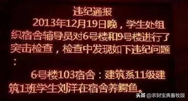 大学生在宿舍养猪被学校批评,大学宿舍养猪被通报