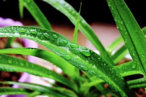 吊兰黄叶干尖怎么回事,吊兰干尖黄叶怎么办