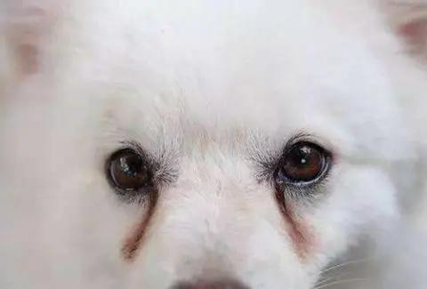 猫咪有泪痕是不是吃咸的了,狗狗吃咸的有泪痕