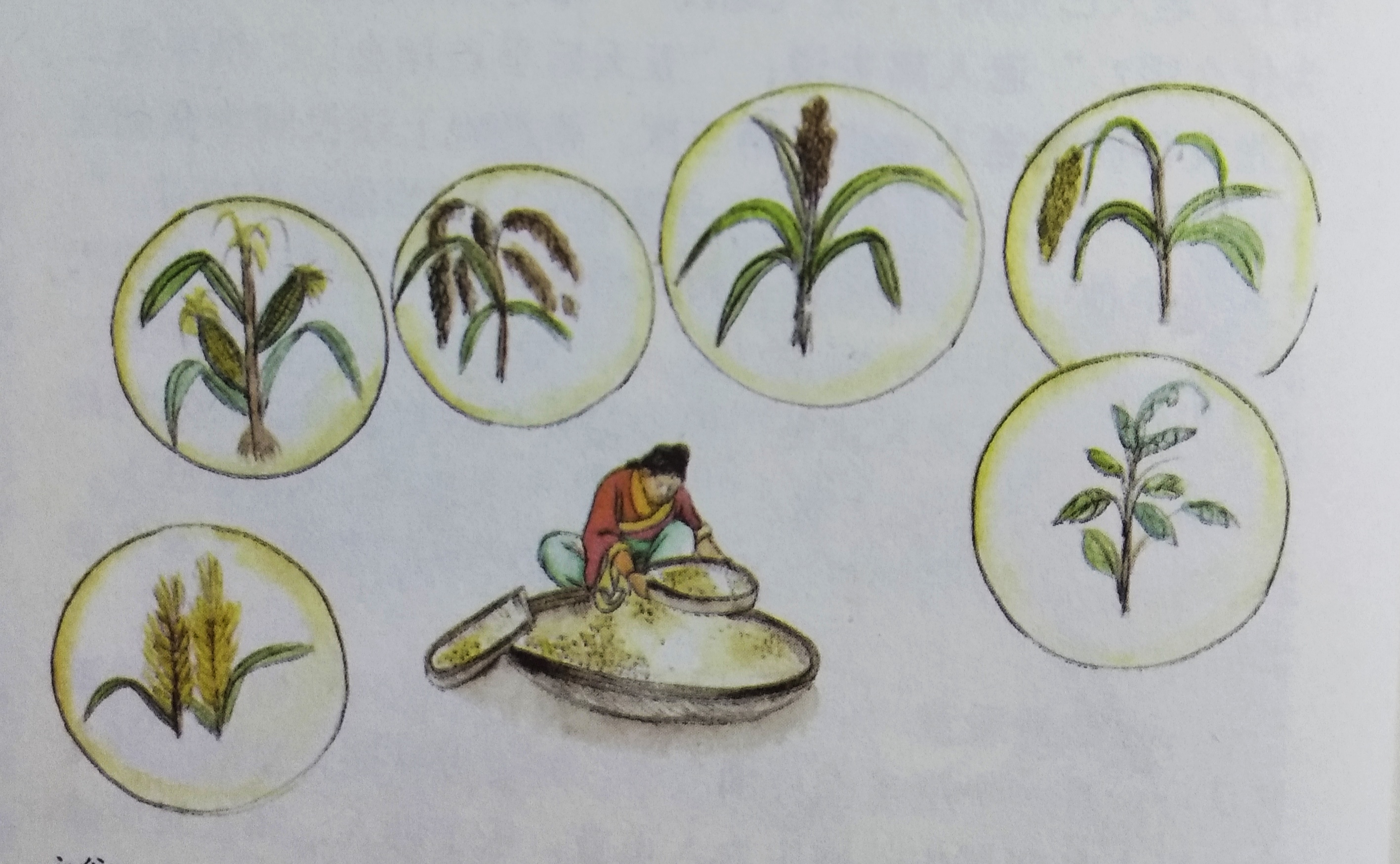 稻粱菽麦黍稷此六谷人所食,三字经稻粱菽麦黍稷分别指什么