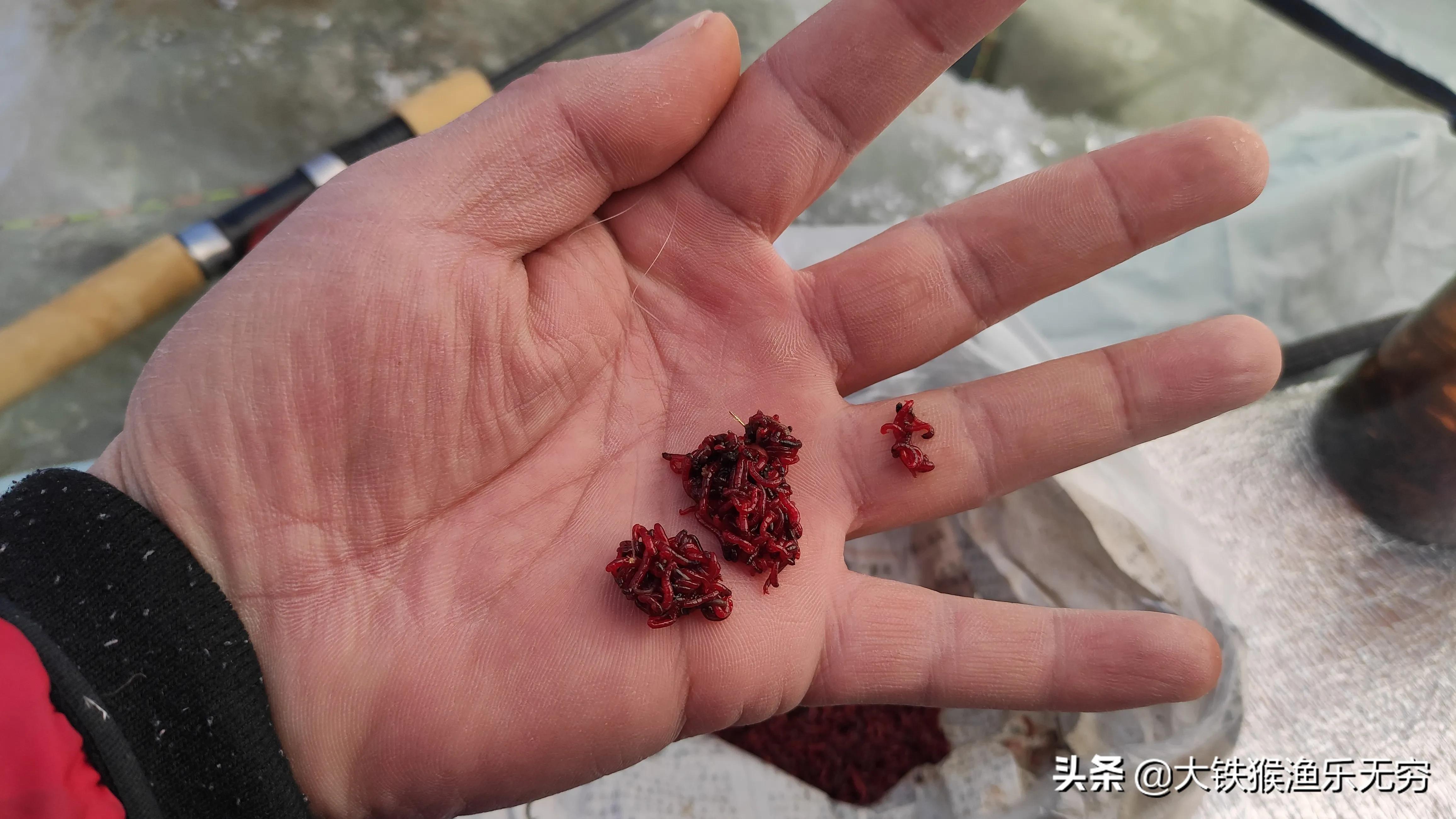 哪些东西诱鱼效果好用,真正的诱鱼神奇效果