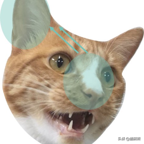 你们的猫咪猫癣怎么治好的,亲身经历的猫癣怎么治