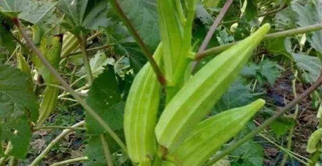 农村最赚钱的种植项目,农村致富好项目大全