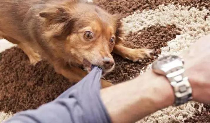 犬猫在什么情况下才会传染狂犬病,狂犬病是患病的猫才会传播的吗