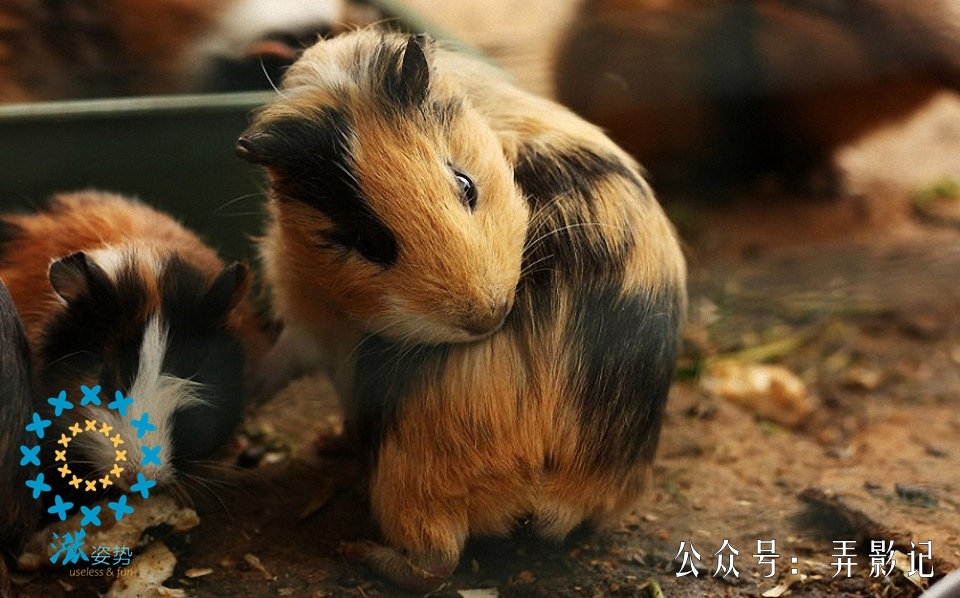豚鼠的冷知识,豚鼠科普小知识