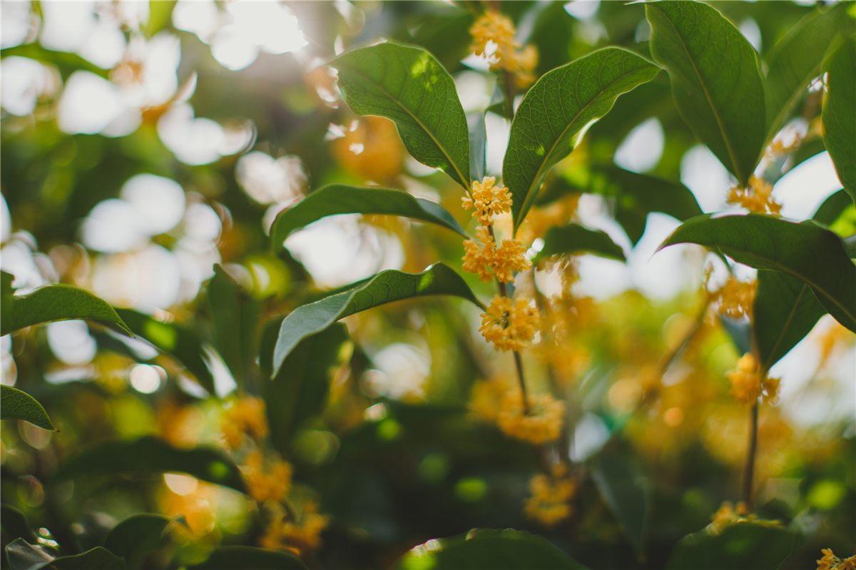 苏州秋天有什么好玩的,苏州秋天去哪里玩