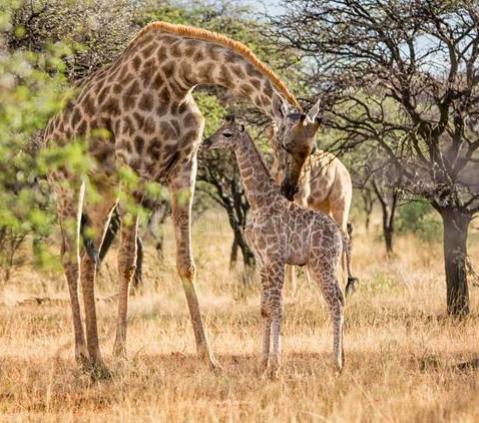 它们是最悲催的生物，交配时间不到1秒，交配前还得喝尿
