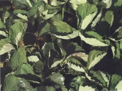 如何有效防治草莓黑星病,草莓白粉病如何预防和治疗