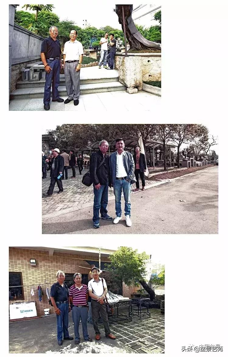 陈文图榕树欣赏,陈文图盆景