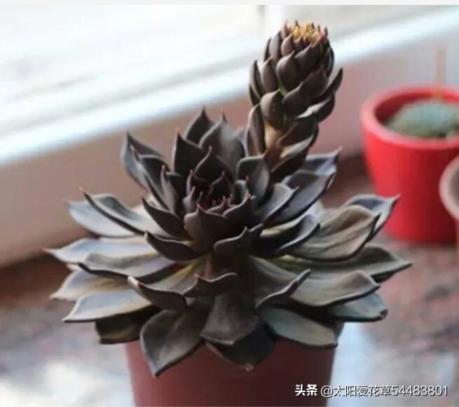 黑王子怎么养护多肉,夏季怎么养多肉黑法师避免成光杆