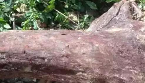 海南黄花梨油梨与糠梨纹路区分,黄花梨油梨和糠梨