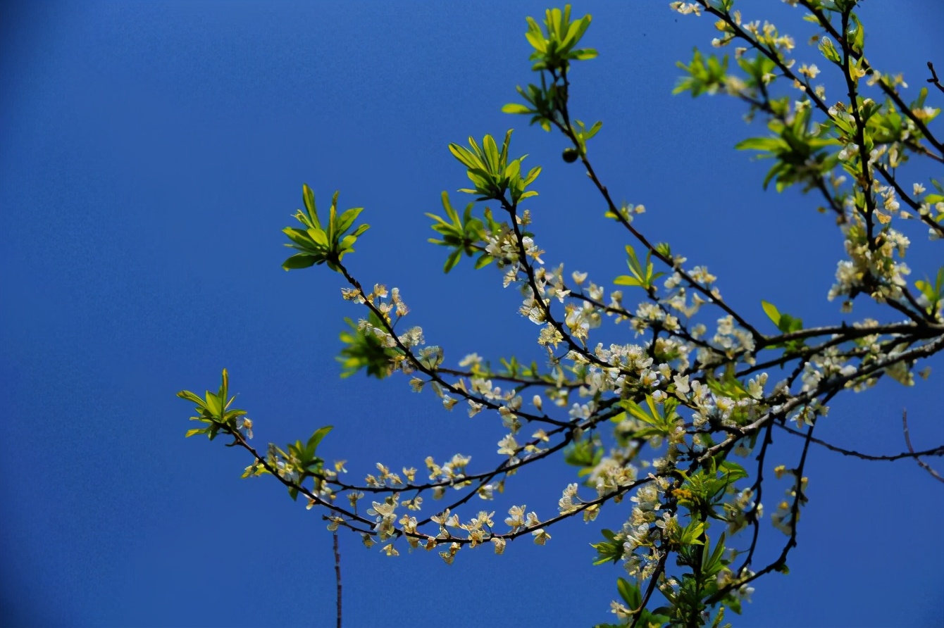 惠东梁化森林公园赏梅花,惠东梁化梅园照片