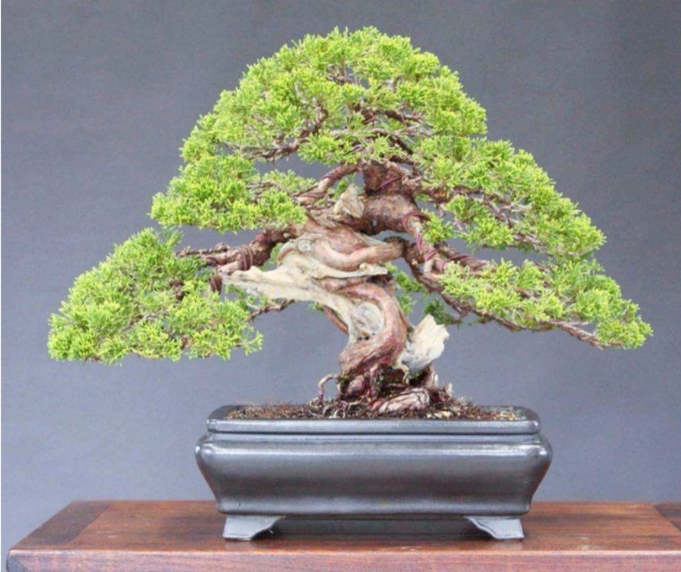 柏树舍利干涂石硫合剂多久涂一次,柏树盆景剥舍利干方法