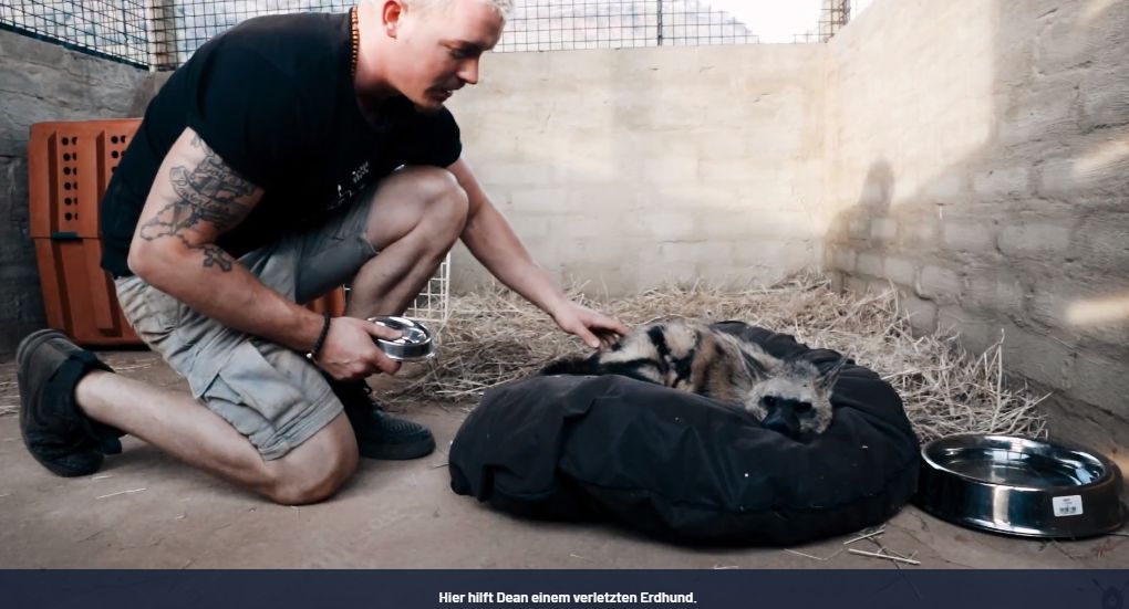 放弃百万年薪，去非洲撸猫？长腿版小李子引63w人舔屏：看我看我