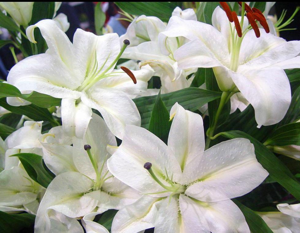 百合花怎么种植才开花多,百合花种球养多久才会开花