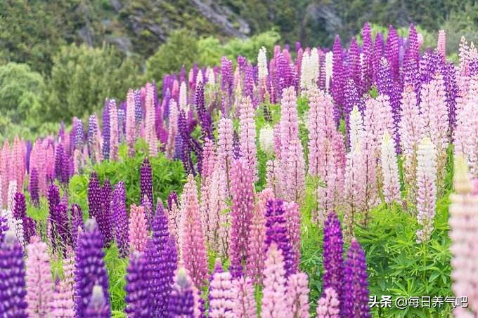 气能量Ⅱ篇12：文气的能量（连载1）