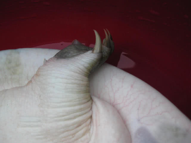 池塘钓野生甲鱼的最佳方法,野生甲鱼的生活习性及钓法