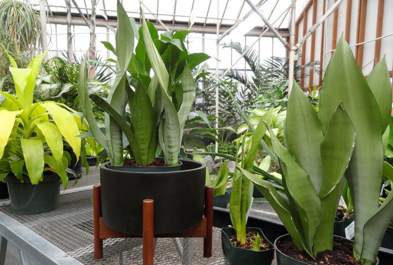 虎皮兰怕冻吗冬天怎么过冬,虎皮兰冬天为啥会死