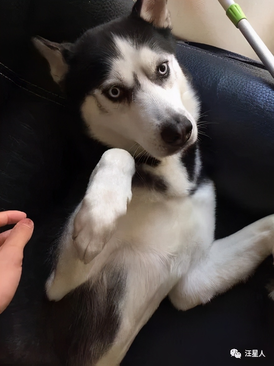 二哈隔着笼子伸腿被咬,二哈为什么一动不动