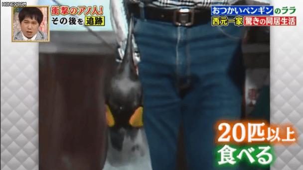 去世的小企鹅,死去的南极企鹅