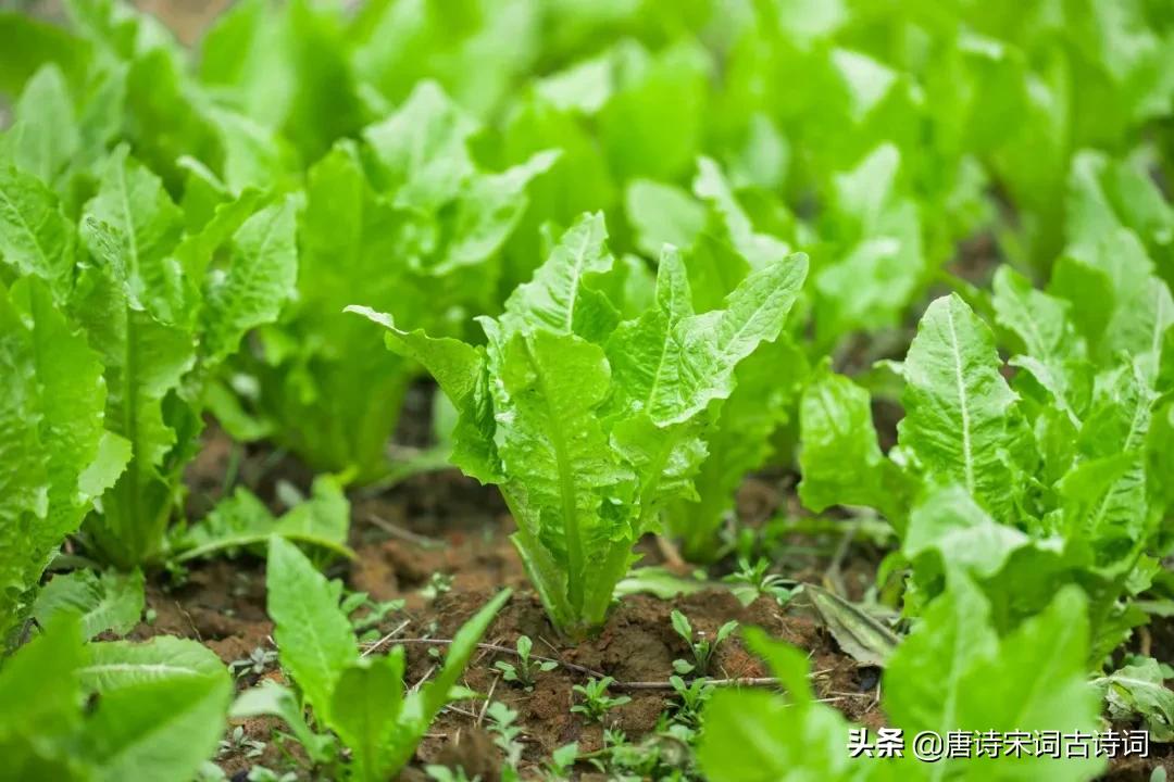 田园诗意菜园,诗意菜园名字大全