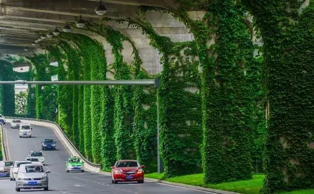 成都二环绿化,成都二环绿植视频