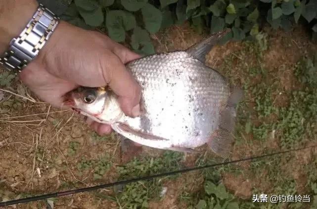 武昌鱼什么季节最好吃,武昌鱼适合怎么吃