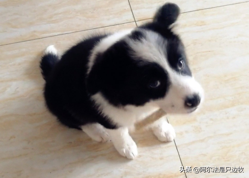 狗狗在家为什么总是跟着铲屎官,狗狗的几大心事铲屎官必知