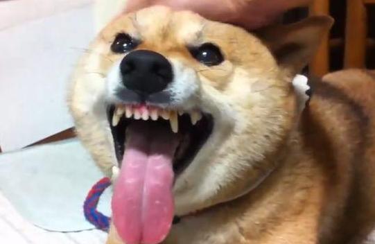 狗狗爱咬人该怎么办,狗狗开口咬人怎么训练不咬人
