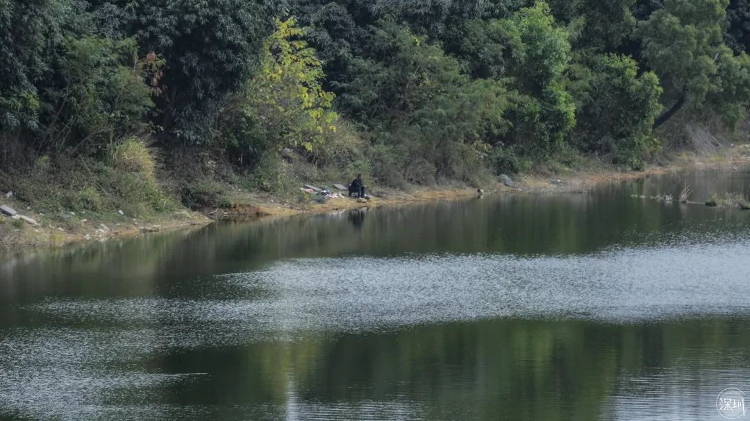 香蜜湖约会,香蜜湖真的要再见了吗