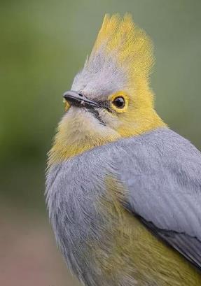 有模仿能力的鸟有哪些,一种鸟模仿70多种声音