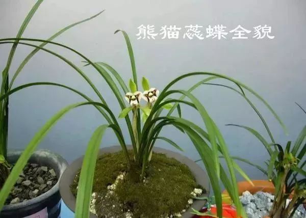 中国兰花的鉴赏标准,中国兰花特征介绍