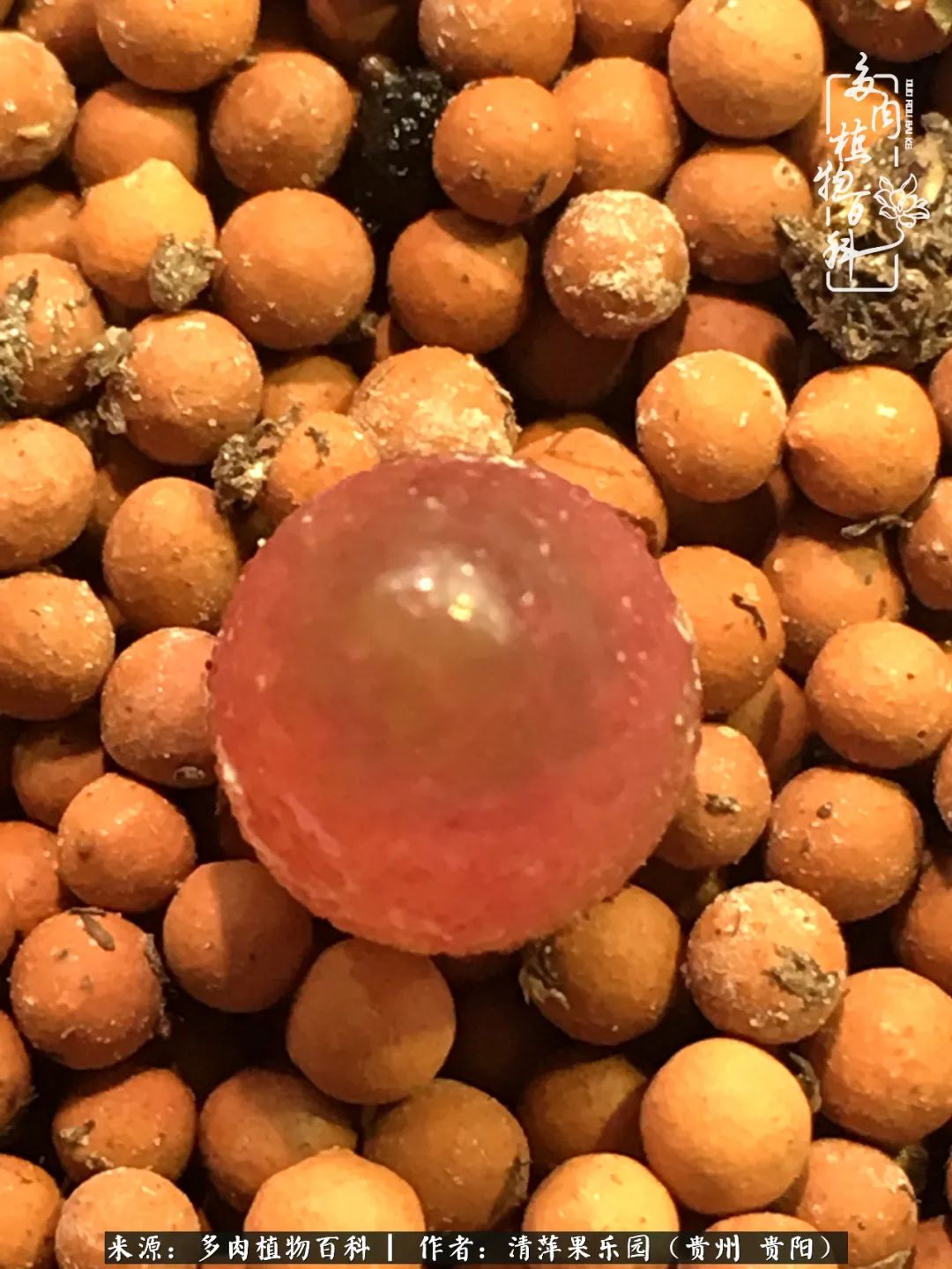 生石花庭院,晶莹剔透的生石花