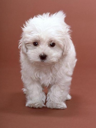 狗狗假孕的症状、原因及危害