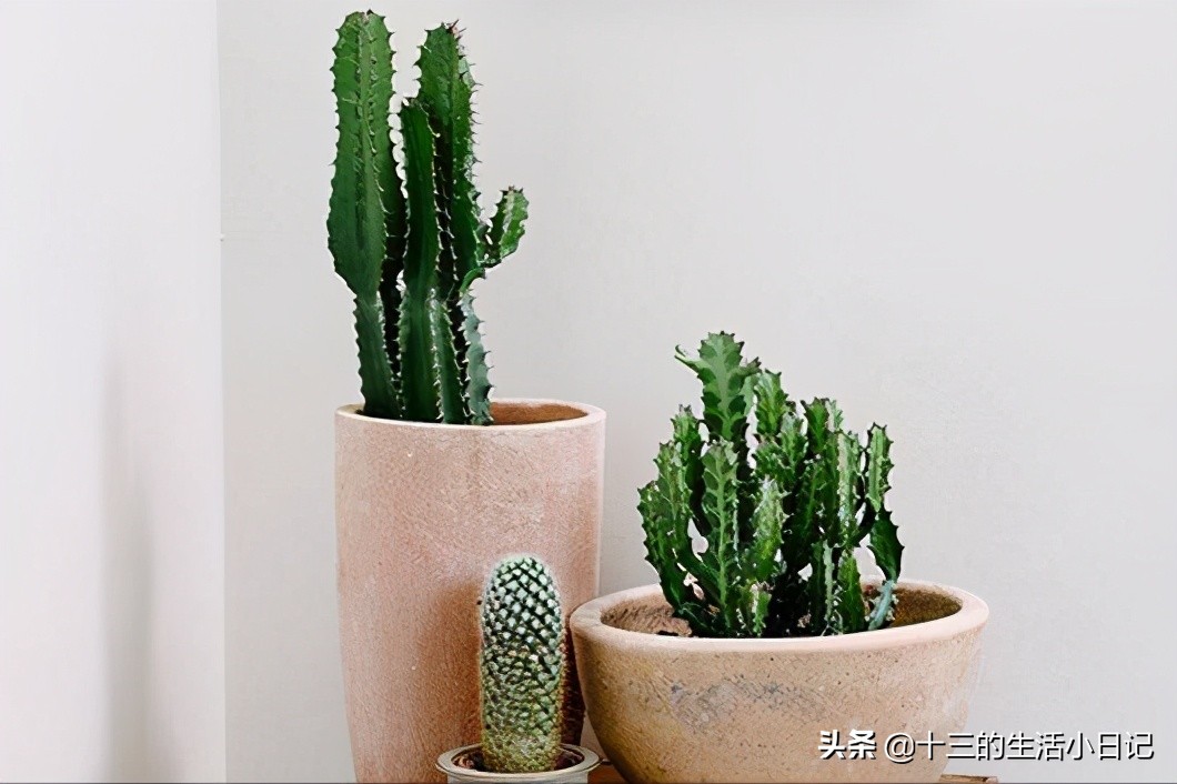 520大部分都送什么样的花束,520花束内容不表达爱意