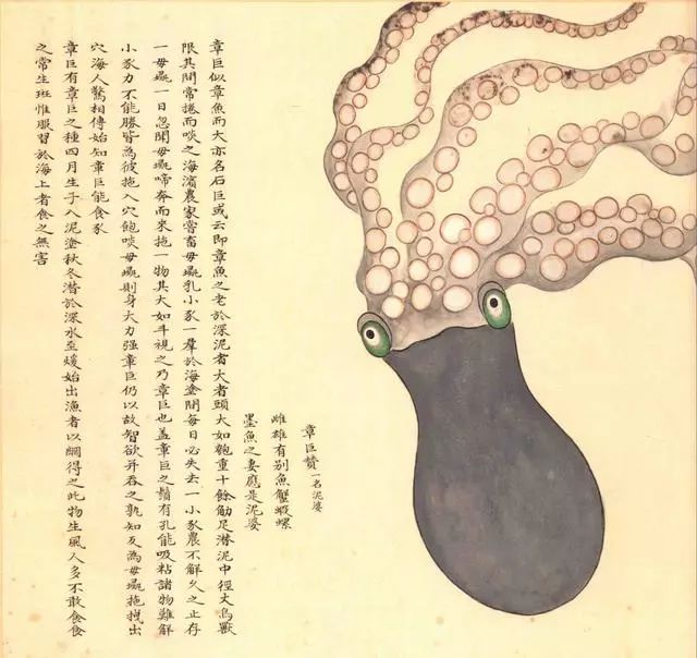 清代海错图有用吗,故宫海错图展