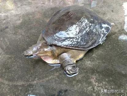 杀甲鱼咬手怎么办,甲鱼咬了为什么不能直接砍头