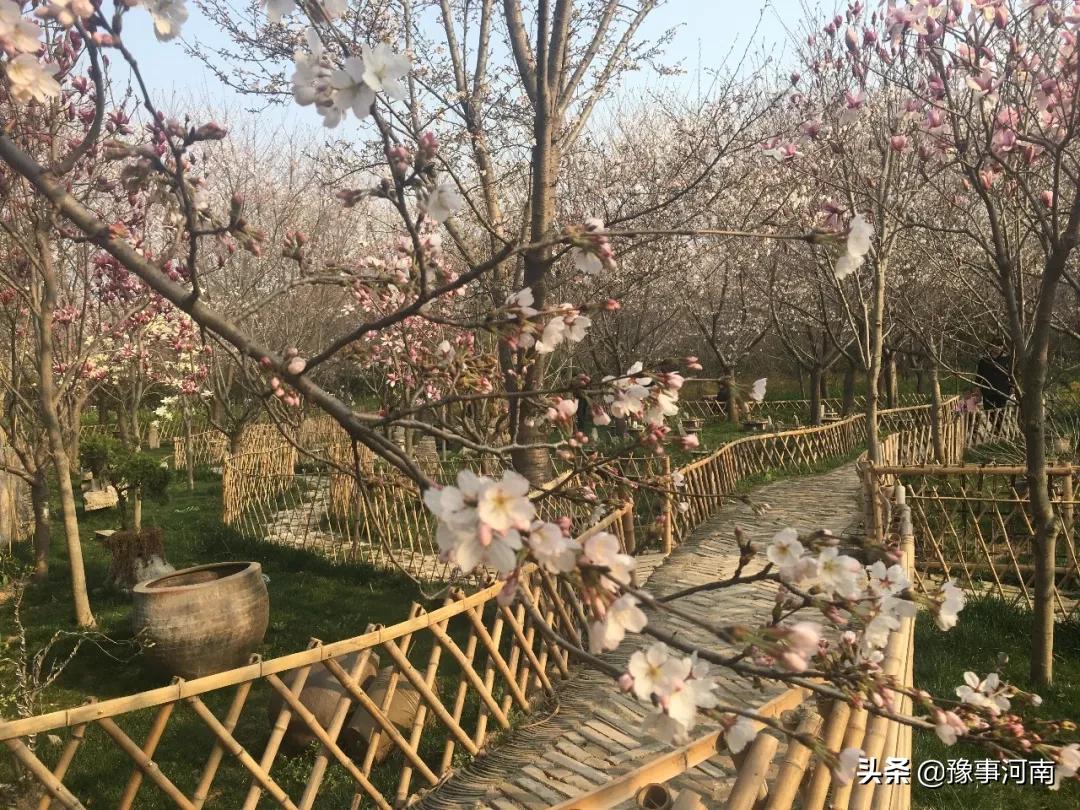 河南许昌樱花景点,许昌樱花最美的地方