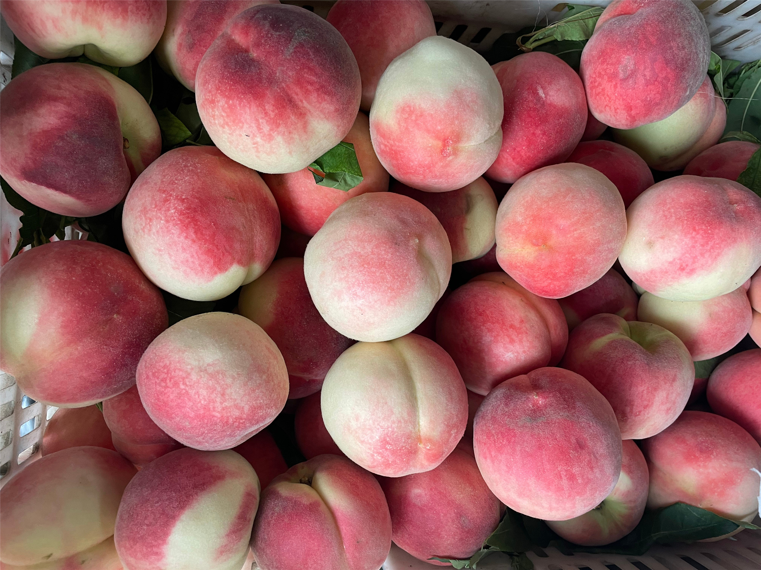 公桃和母桃子的区别 (桃子是硬桃好还是软桃甜好)