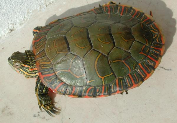 巴西龟的兄弟,巴西龟的辨认方法