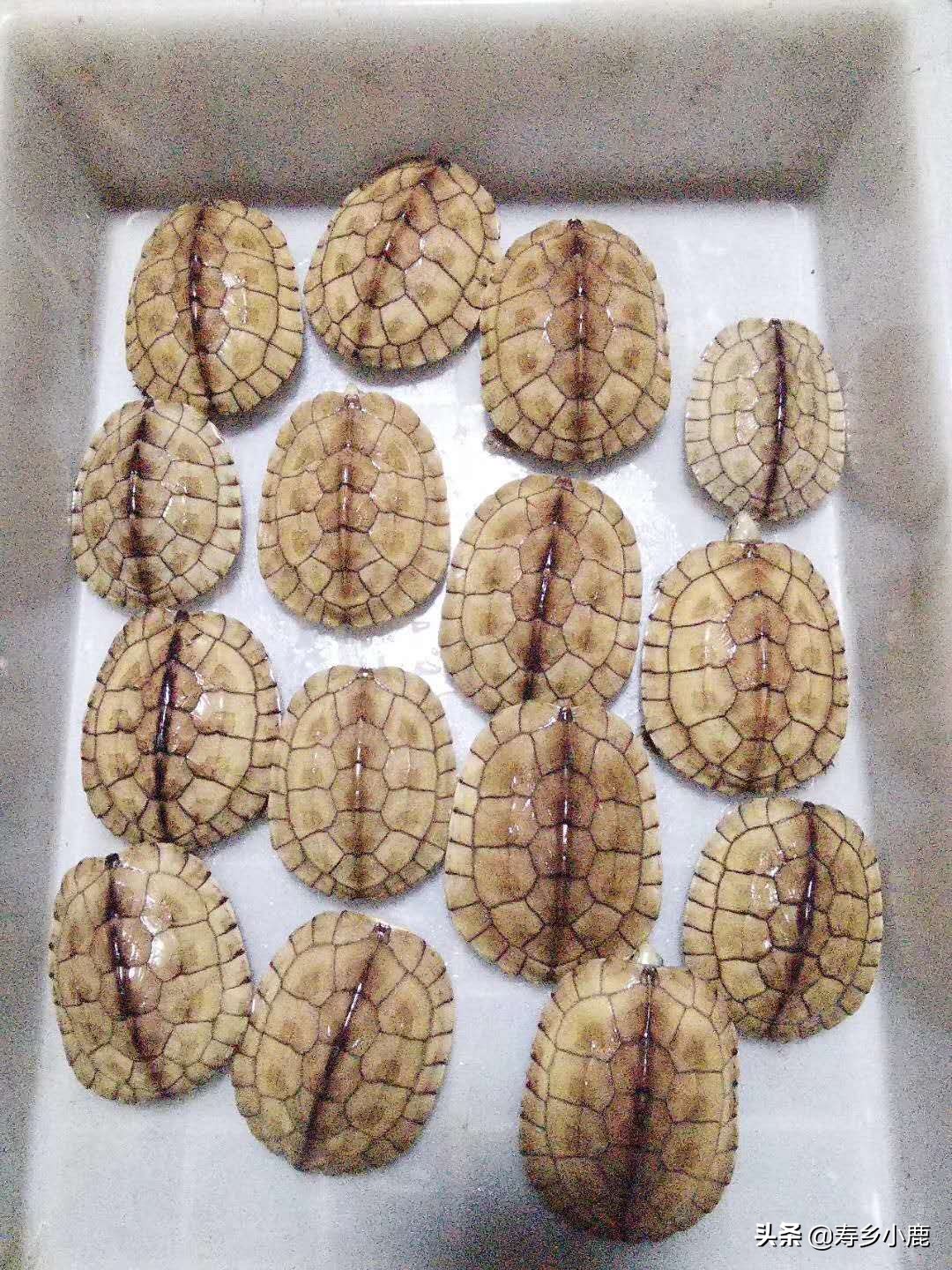 适合新手养的冷水龟,养龟冷水好还是温水好