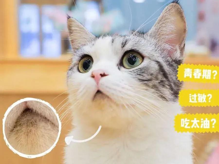 养猫必看的医学知识书,100个科学养猫秘籍