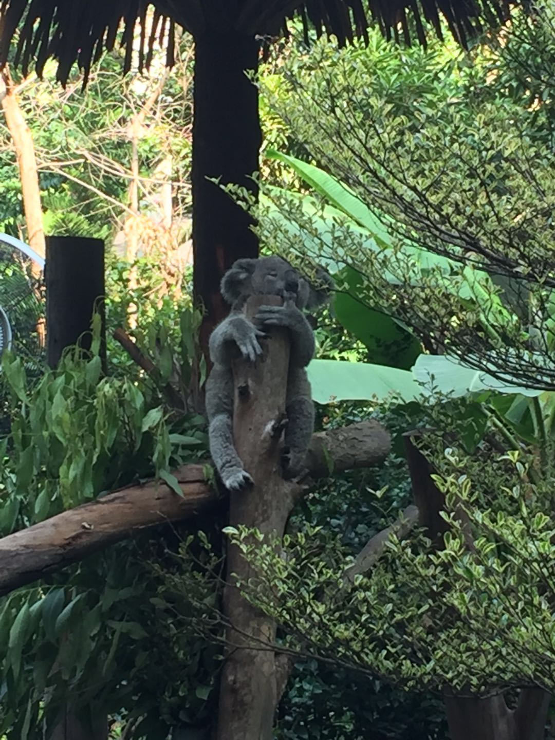 哪里有大熊猫动物园,哪些动物园值得看大熊猫