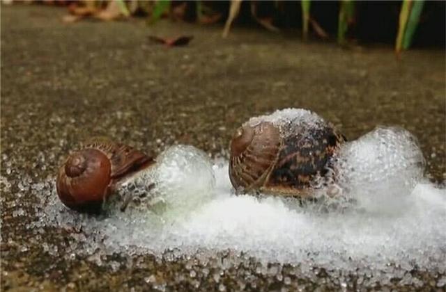 蜗牛碰到盐就会化水视频,给蜗牛撒上盐就会化成一滩水