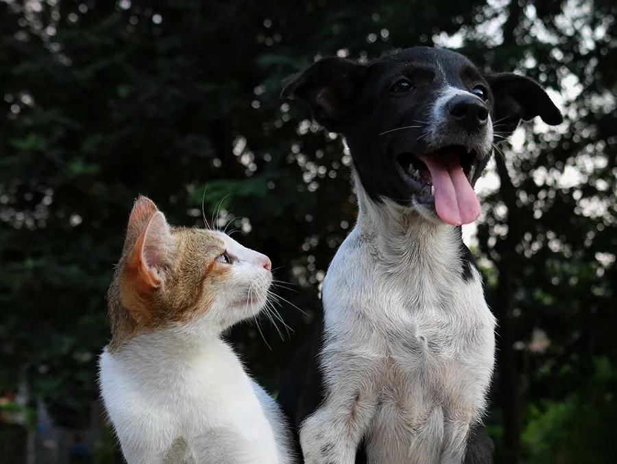 猫狗需要做绝育么,猫狗在家做绝育需准备什么